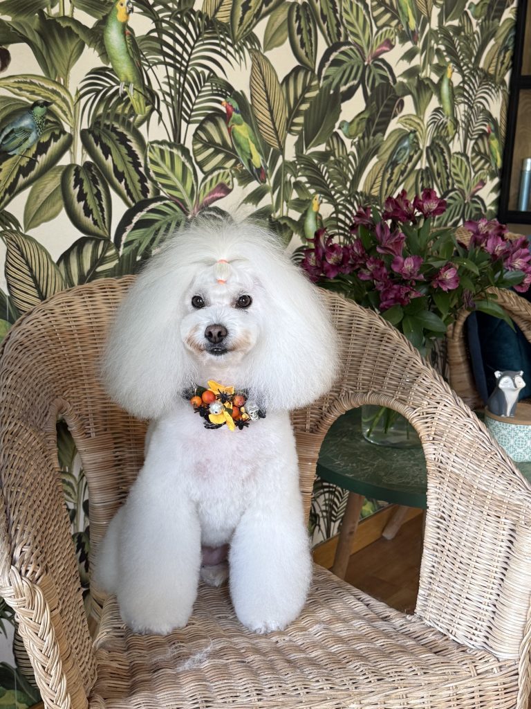 Caniche blanco con corte redondeado