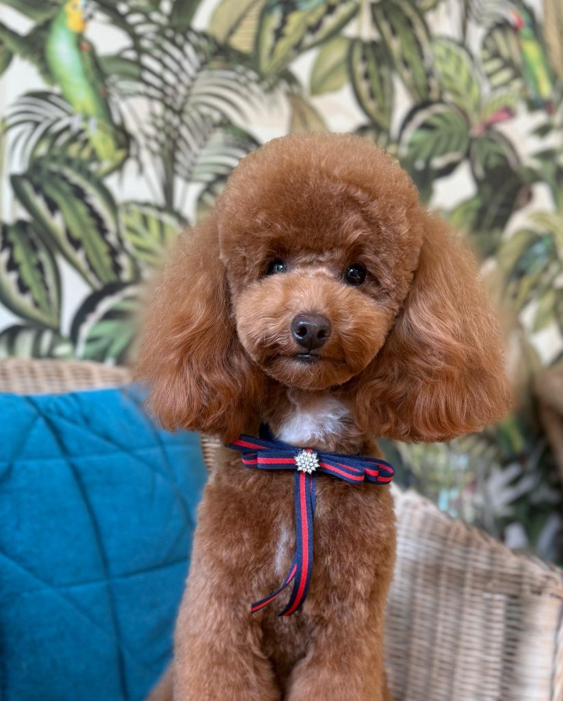 Caniche marrón con lazo granate