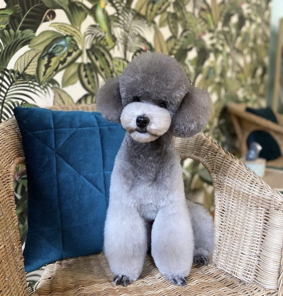 Caniche gris con volúmenes definidos