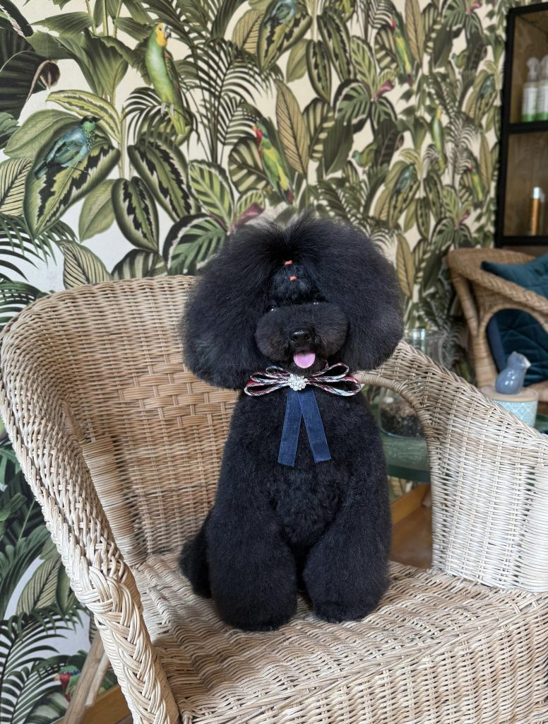 Caniche negro con lazo
