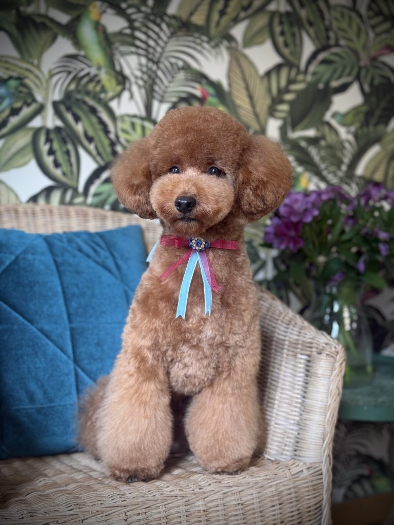 Caniche marrón con lazo de colores