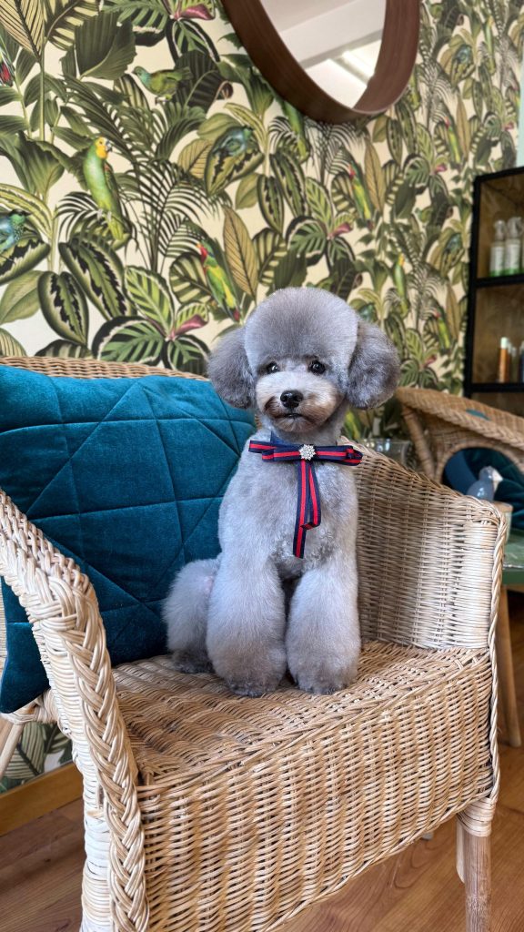 Caniche gris con lazo sobre una butaca