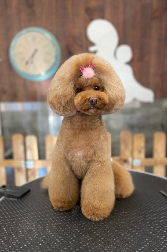 Caniche color albaricoque con acabado de peluche