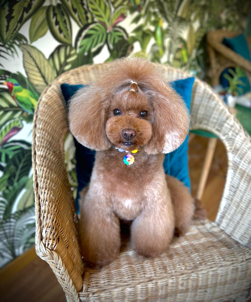 Caniche de manto marrón con corte redondeado, fotografía principal aportada por Elba
